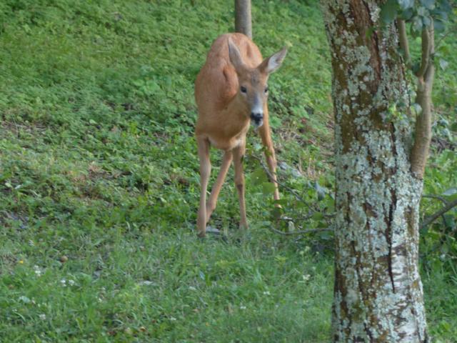 Into the Wild (..si f per dire)